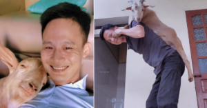 9X Hai Phong Nuoi Thu Cung Co Sung Chu Di Xa Lien Len San Thuong Doi 686