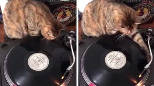 Vidéo Hilarante : Un Chat Dj Montre Comment Mixer Avec Des Vinyles