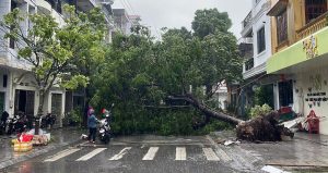 Bao So 1 Maysak Sap Do Bo Gio Manh Quat Do Cay Toc Mai O Mong Cai 2955