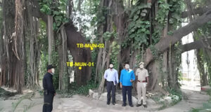 Cay Da Gan 700 Nam Tuoi Van Xanh Tot Nuoi Duong Ca Mot He Sinh Thai 2169