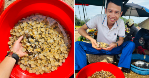 Dac San Co Tu Nam Ra Bac Ten Nghe Beo Ngay Thit Gion Bui Nhu Trung Ga 1531